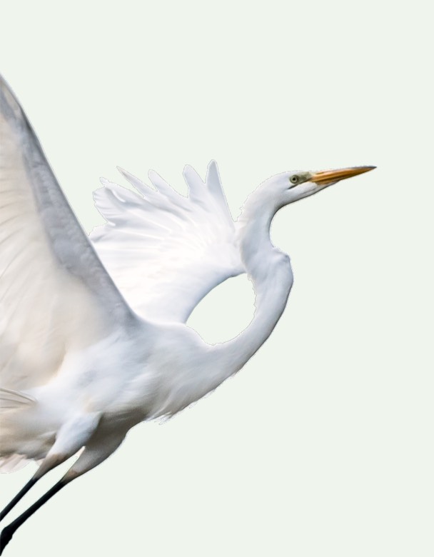 A stork flying